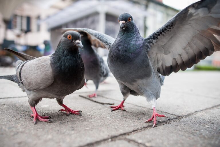 dépigeonnage Alsace
