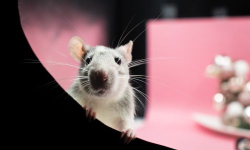 rat-g19de9f2c1_1280